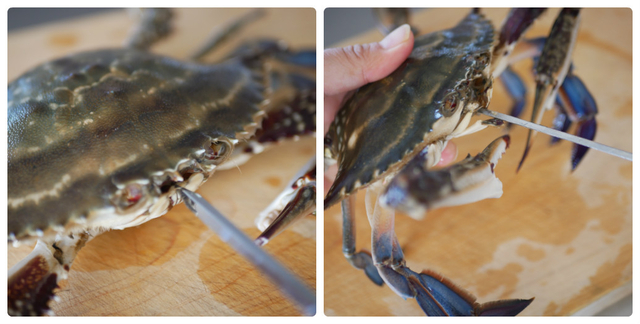 collage_photocat 2.jpg