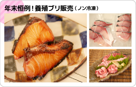 年末恒例！養殖ブリ販売